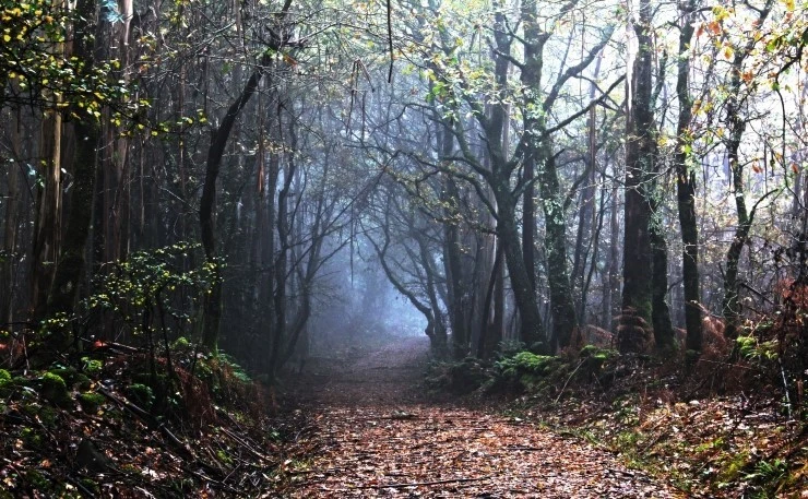 IMG_1382.jpg?type=w740