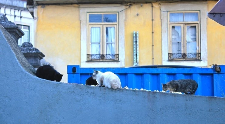 IMG_1850.jpg?type=w740