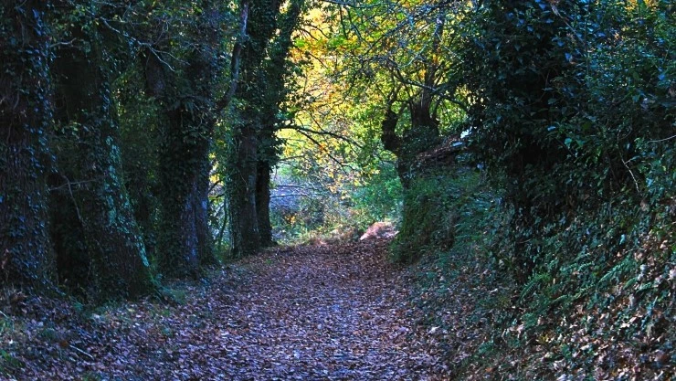 IMG_1116.jpg?type=w740