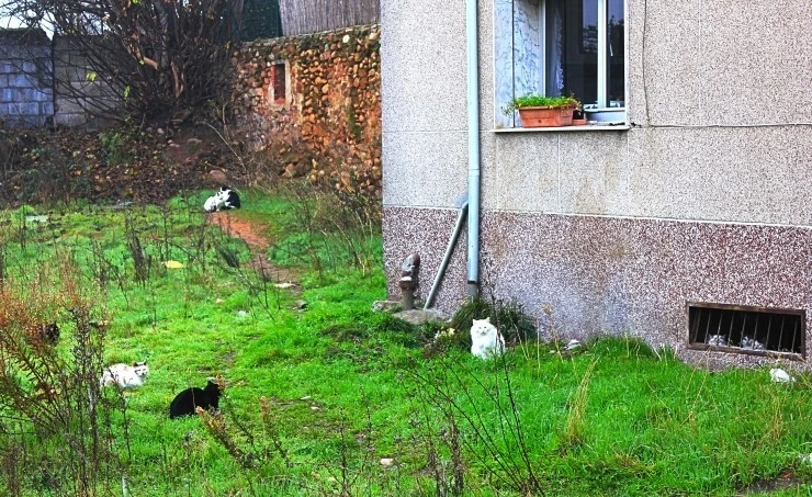 IMG_0937.jpg?type=w740