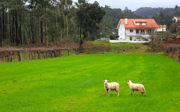 IMG_1687.jpg?type=w740