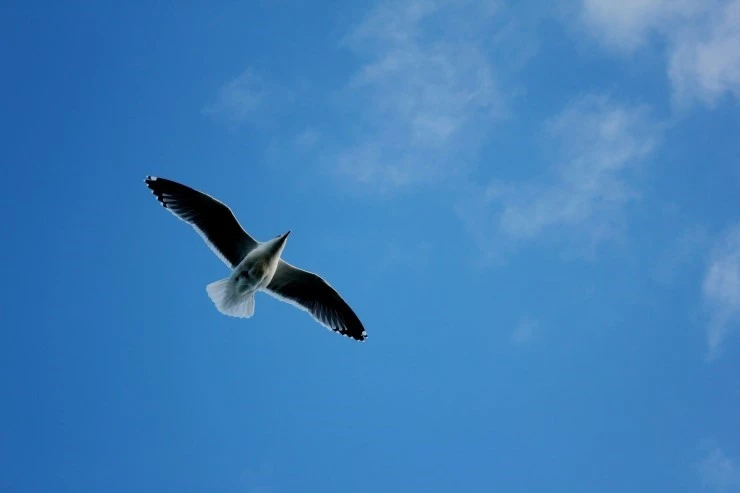 IMG_1513.jpg?type=w740