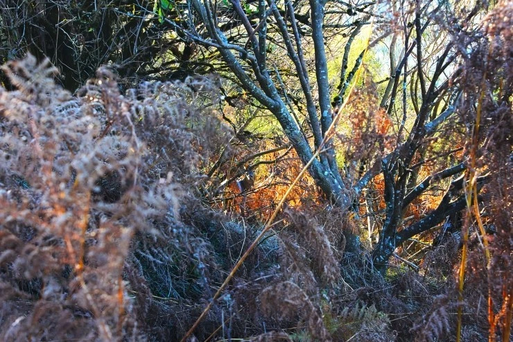 IMG_1079.jpg?type=w740