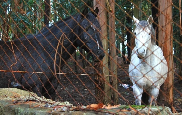 IMG_1702.jpg?type=w740