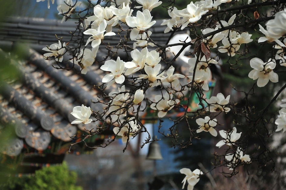 봉원사 목련.jfif