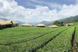 타이완 표지.jfif