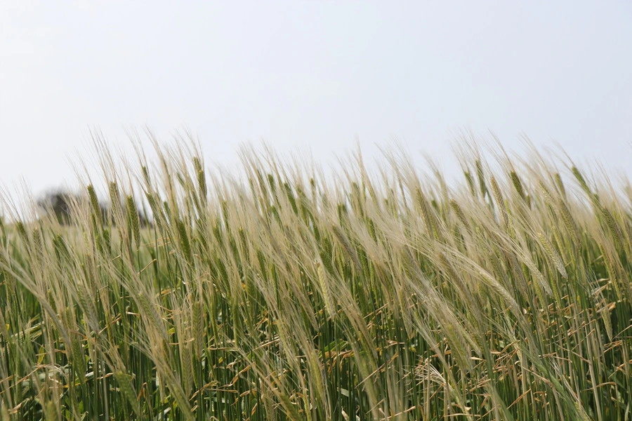 추자도 청보리5.jfif