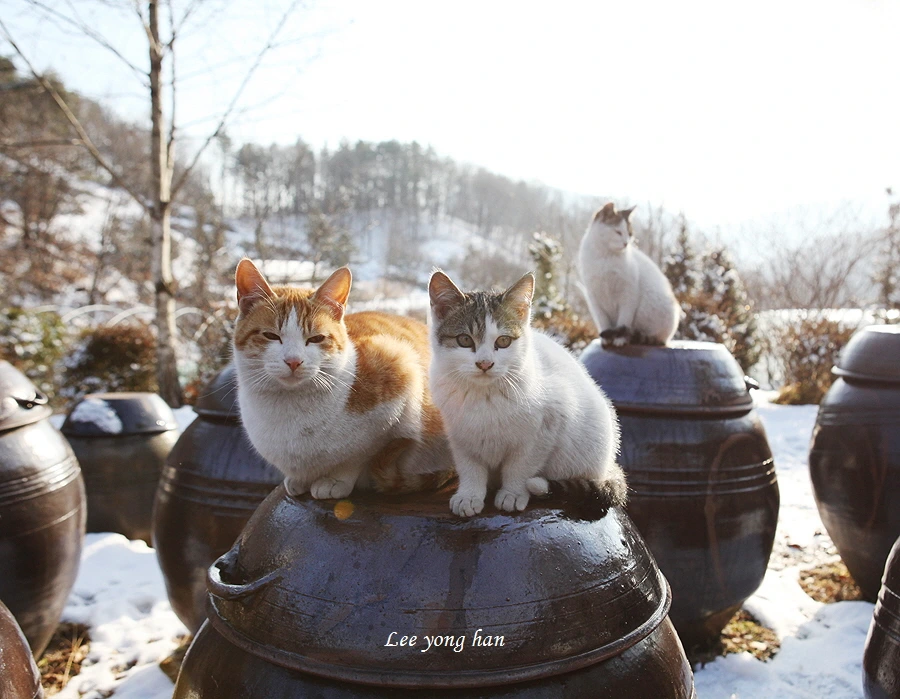 꾸미기_1-1 IMG_1162.JPG