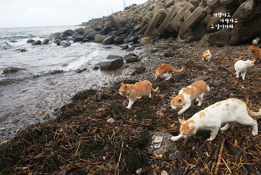 꾸미기_1-0-1 히메지마.JPG