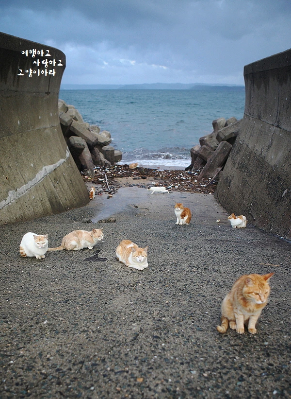 꾸미기_1-0. 히메지마.JPG