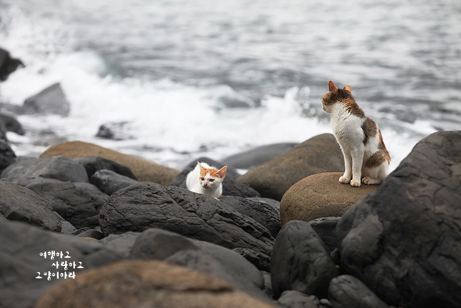 꾸미기_1-0-2. 히메지마.JPG