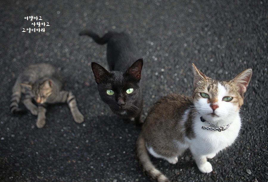 꾸미기_4-8. 아이노-람도.JPG