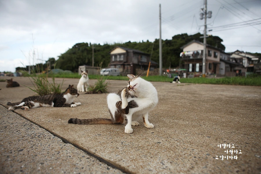 꾸미기_4-1. 아이노시마(람도).JPG