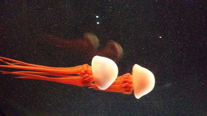 99EF543359AE67423407A7