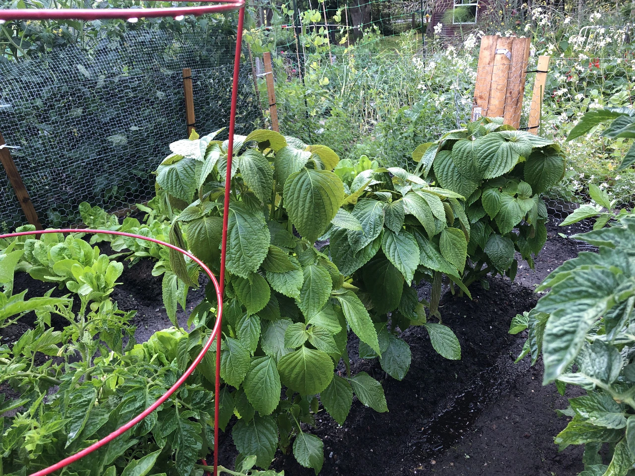 2021-2 깻잎.HEIC