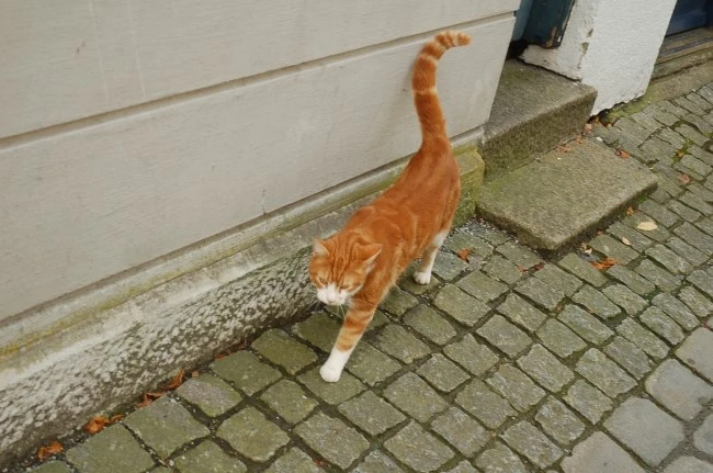 DSC_6008.JPG?type=w2