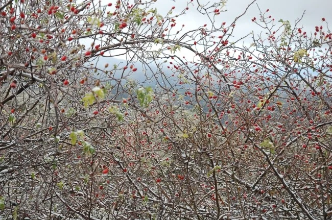 DSC_6282.JPG?type=w2