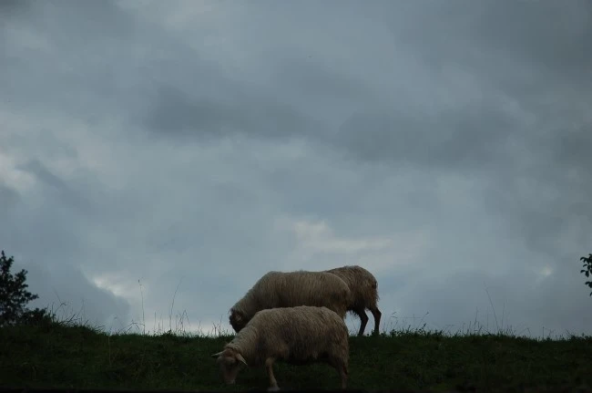 DSC_6098.JPG?type=w2