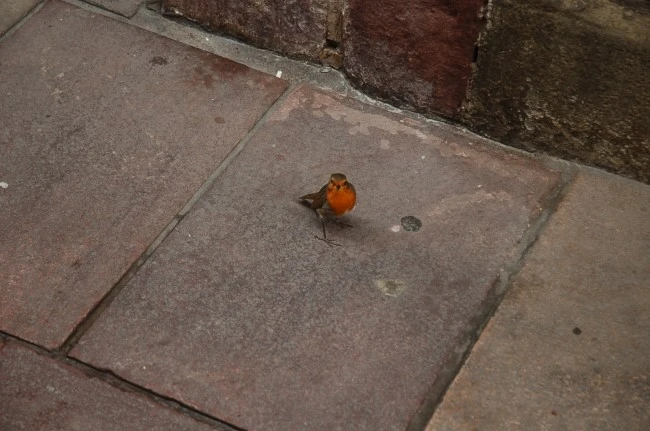 DSC_6088.JPG?type=w2