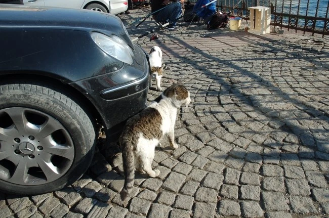 DSC_7387.JPG?type=w2