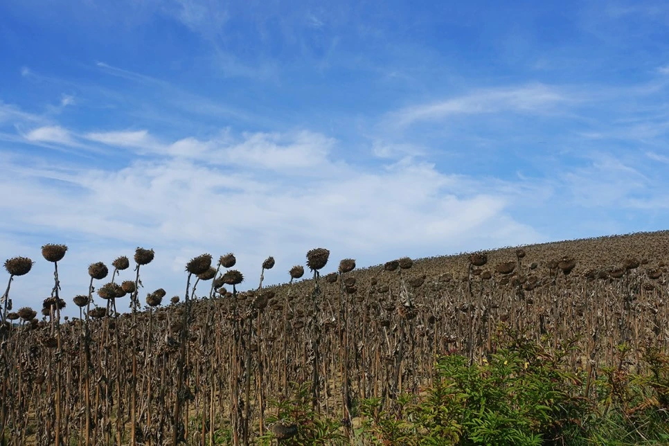 image_1267326781516700233559.jpg?type=w966