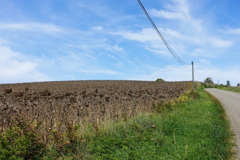 image_3391309971516700233563.jpg?type=w966