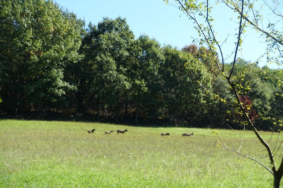 DSC02693.jpg?type=w966