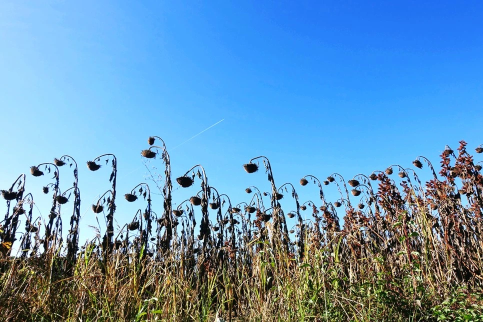 image_1363540431516670262899.jpg?type=w966