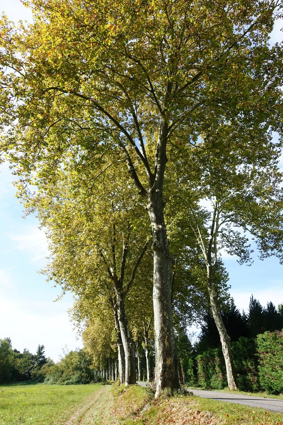 image_1551034071516700233578.jpg?type=w966