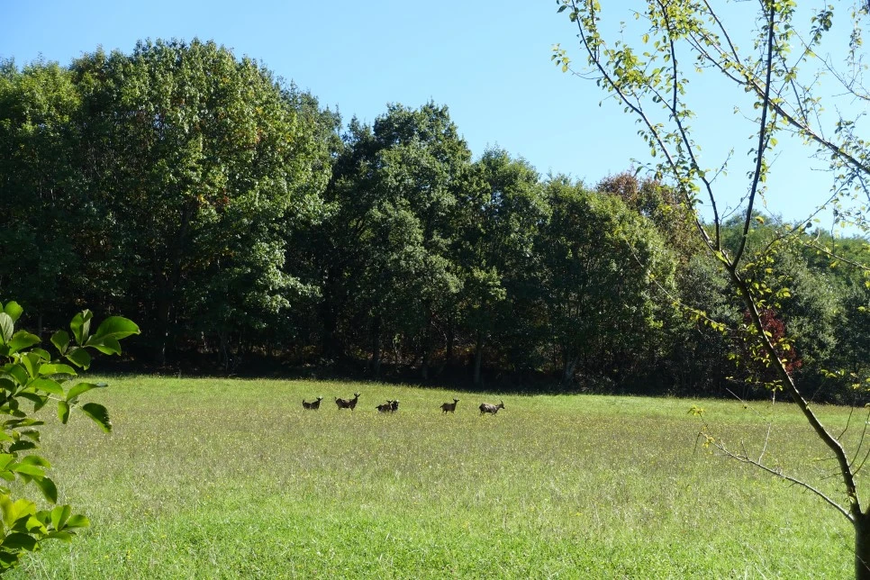 DSC02692.jpg?type=w966