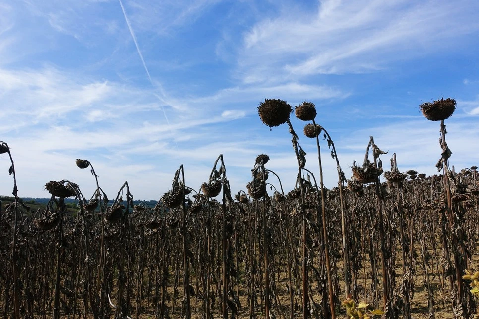 image_7851236191516700233569.jpg?type=w966