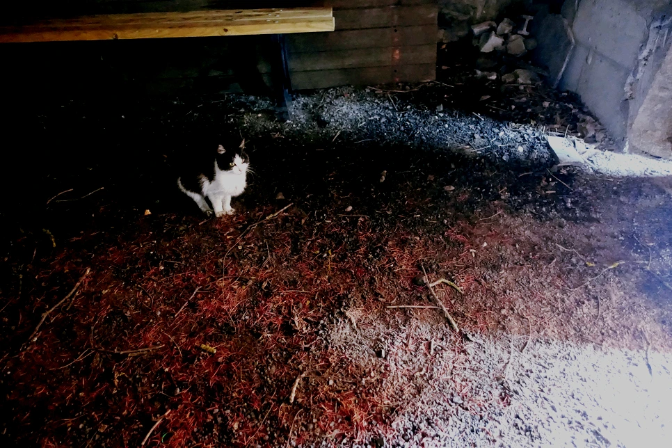 image_536989711515513795720.jpg?type=w966