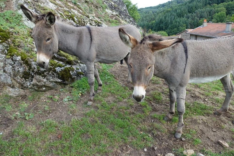 DSC01031.jpg?type=w966