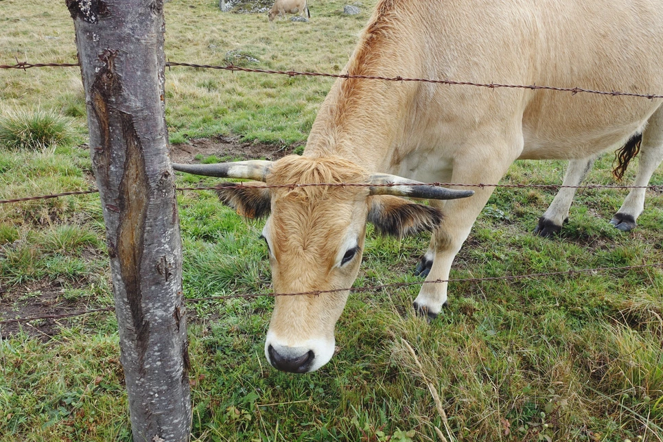 image_3507107551515513915216.jpg?type=w966