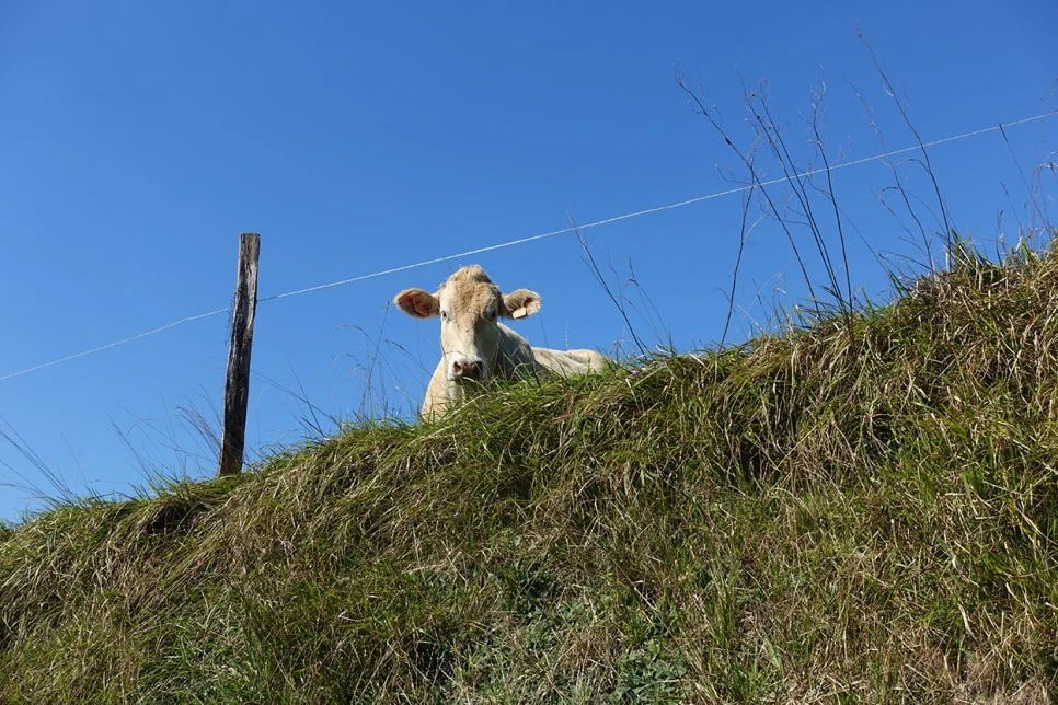 image_5551749181519039608643.jpg?type=w966