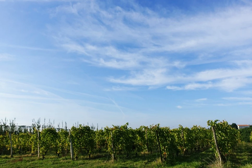 image_7707981071516700233623.jpg?type=w966