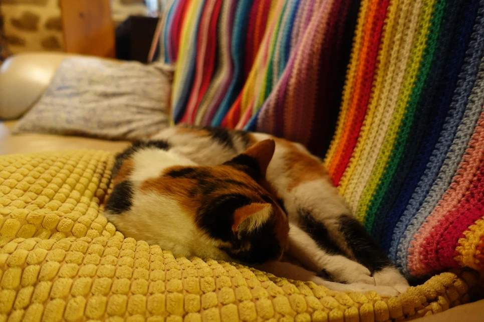 image_5481572301514899109439.jpg?type=w966