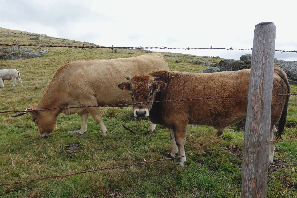 image_2720119401515513870870.jpg?type=w966