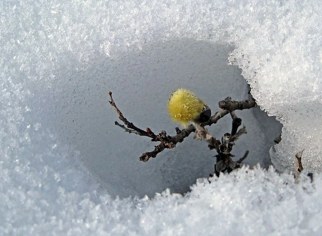 norway-624393_640.jpg?type=w2