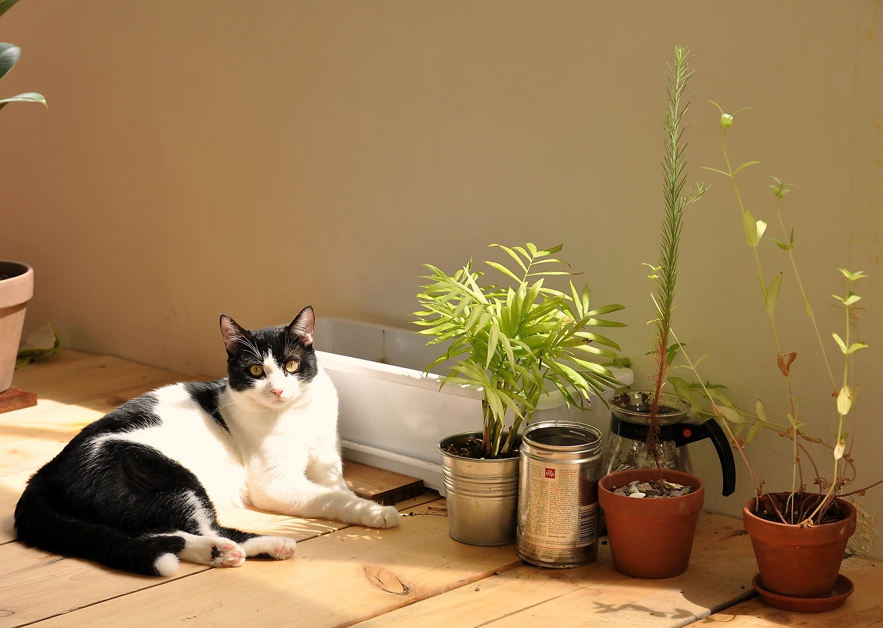 김정현_J가 키우는 고양이 막시.JPG