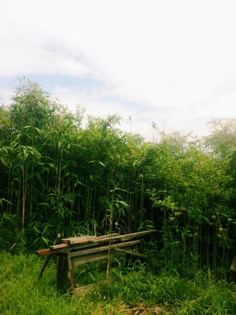 KakaoTalk_20170819_152352522.jpg?type=w773