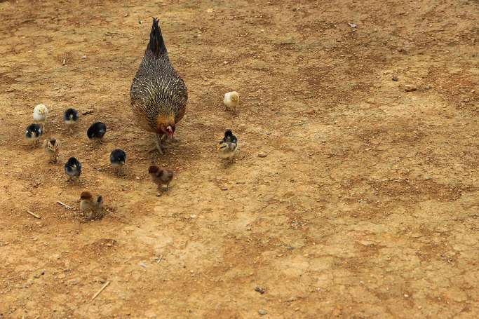 232C68475444B63903FE34