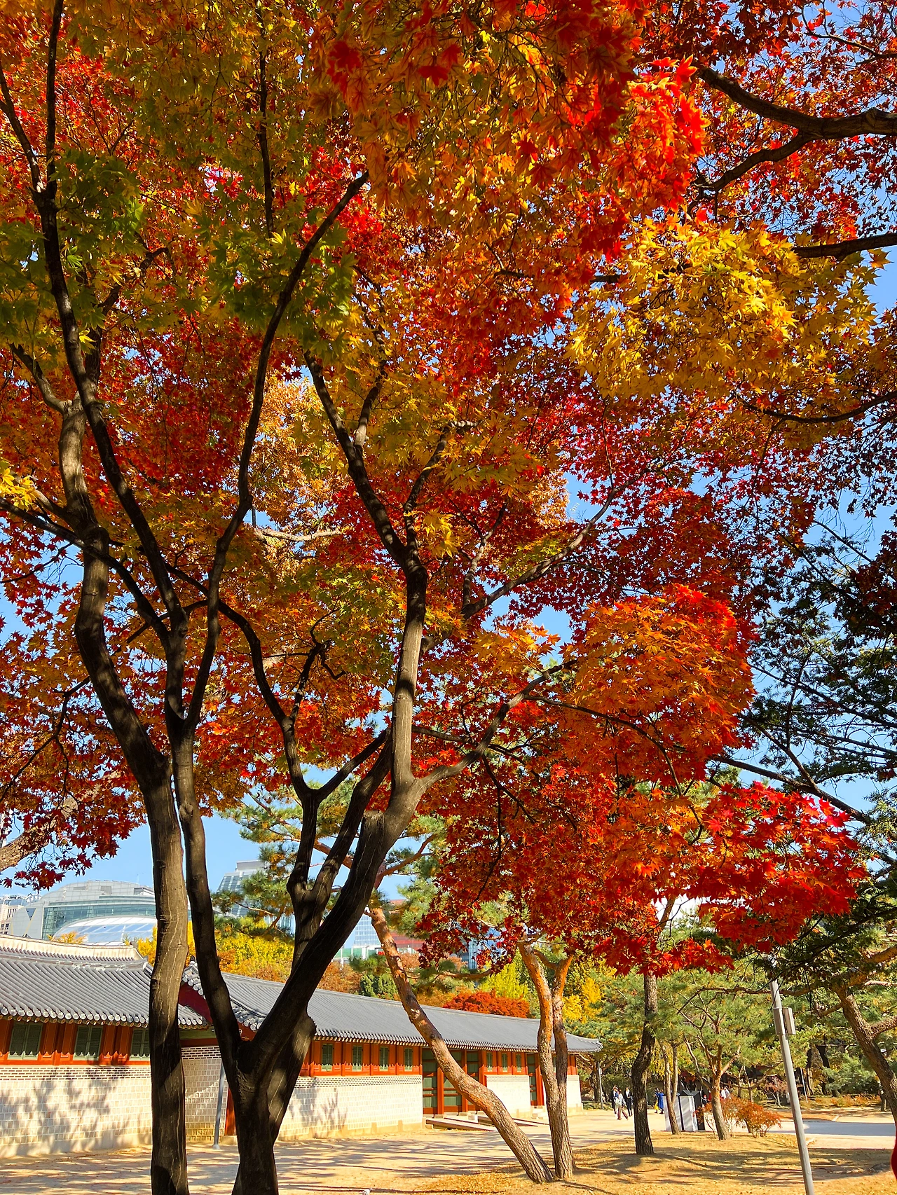 IMG_8766 - 복사본.JPG