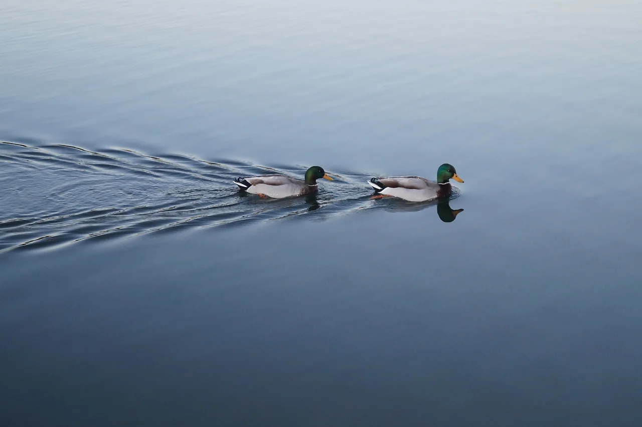 photo-1443728328425-5d4ec72baaa0?ixlib=rb-0.3.5&amp;ixid=eyJhcHBfaWQiOjEyMDd9&amp;s=12469368c716f3a1446a93fb7e51cb90&amp;dpr=1&amp;auto=format&amp;fit=crop&amp;w=1000&amp;q=80&amp;cs=tinysrgb