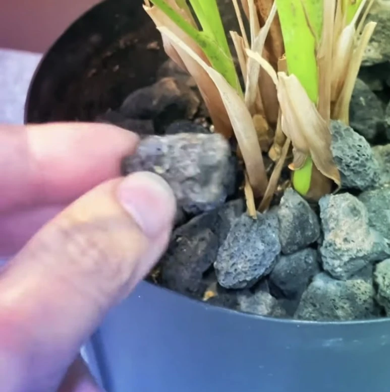 IMG_9090.jpg?type=w773