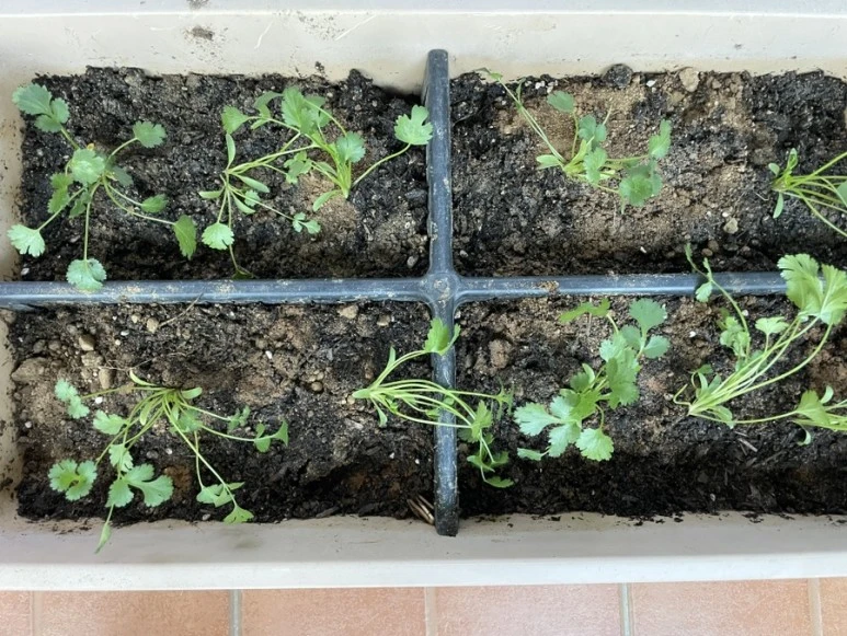 IMG_8585.JPG?type=w773