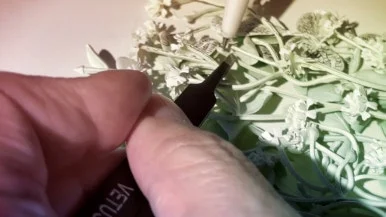 IMG_1799.jpg?type=w386