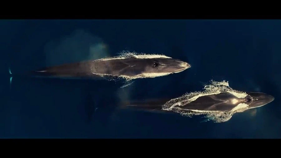 넷플릭스_추천_씨스피라시_(6).jfif