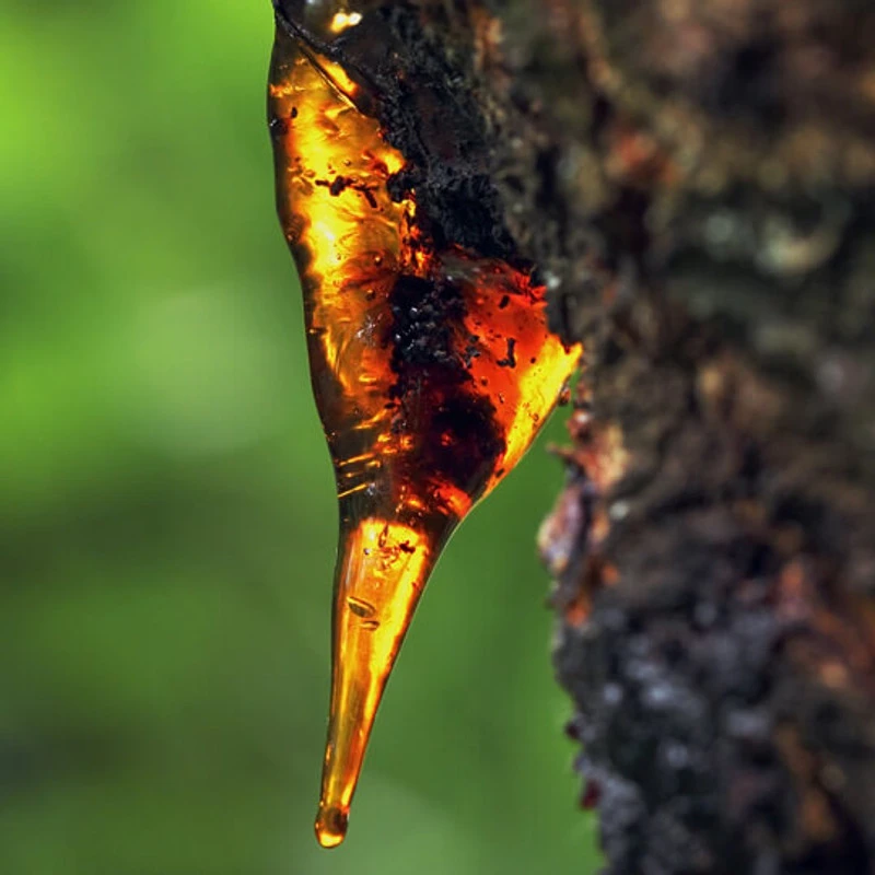 59_myrrh-essential-oil-egypt-4__27627.1725890758.jpg?c=2