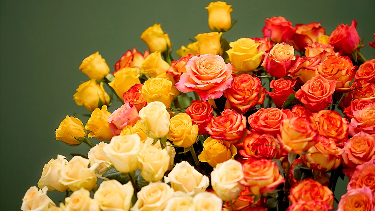 how-to-say-rose-in-different-languages-hero.jpg?q=70&width=3840&auto=webp